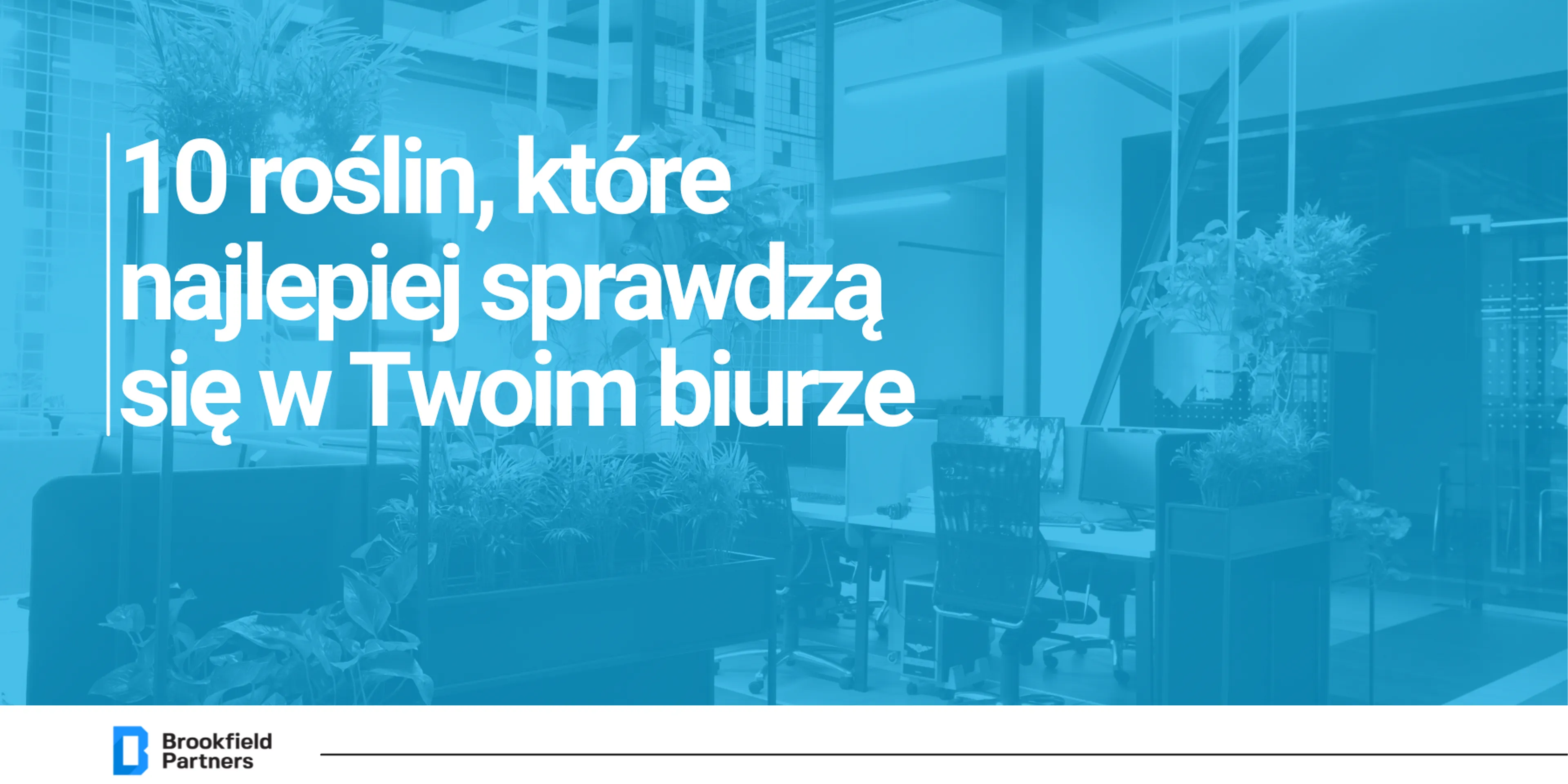 Które rośliny najlepiej sprawdzą się w Twoim biurze?