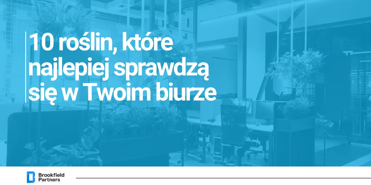 Które rośliny najlepiej sprawdzą się w Twoim biurze?
